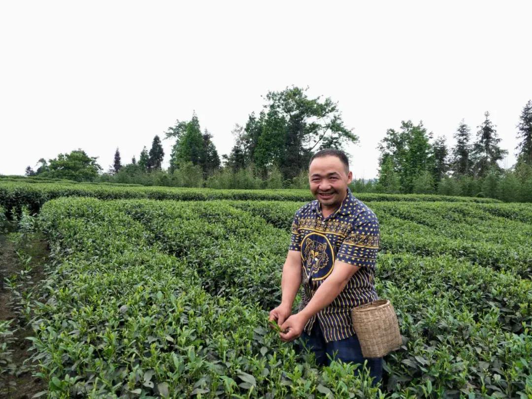 种植黄金茶有前景_致富种植黄金茶怎么样_种植黄金茶致富