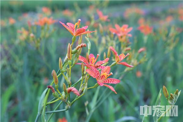 南京山景村的振兴路——从中草药种植到打造中医药文化生态村