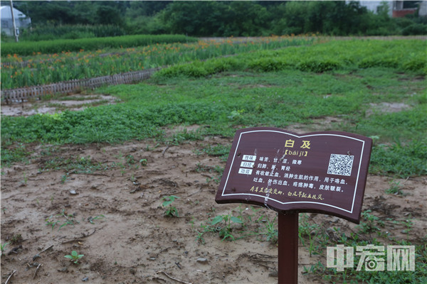 农村种植药材致富项目_致富药材种植农村有补贴吗_农村种植药材致富经