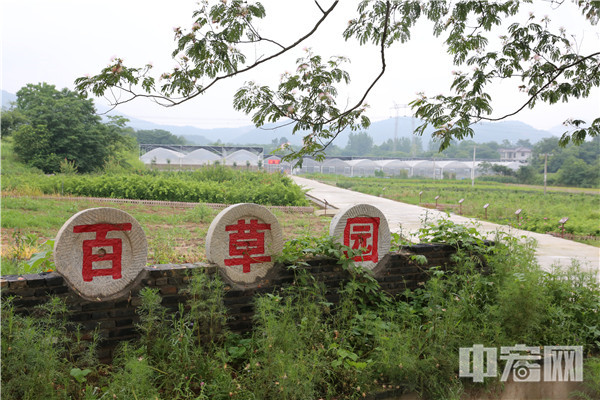 农村种植药材致富经_致富药材种植农村有补贴吗_农村种植药材致富项目