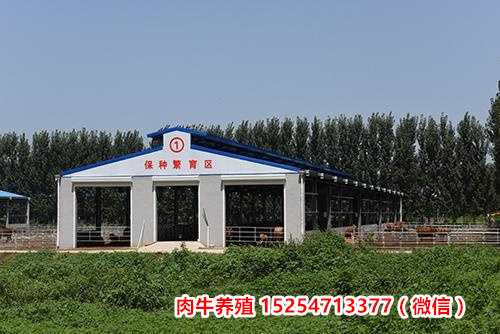 百色市隆林县肉牛犊小公牛价格/养牛场