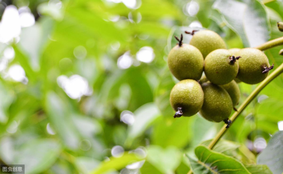 核桃种植收益怎么样_致富经种植核桃_核桃种植效益