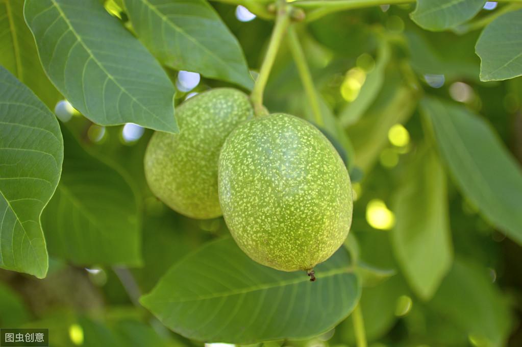 核桃种植收益怎么样_核桃种植效益_致富经种植核桃