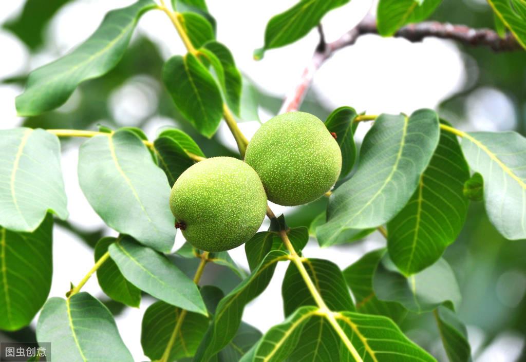 核桃种植收益怎么样_致富经种植核桃_核桃种植效益