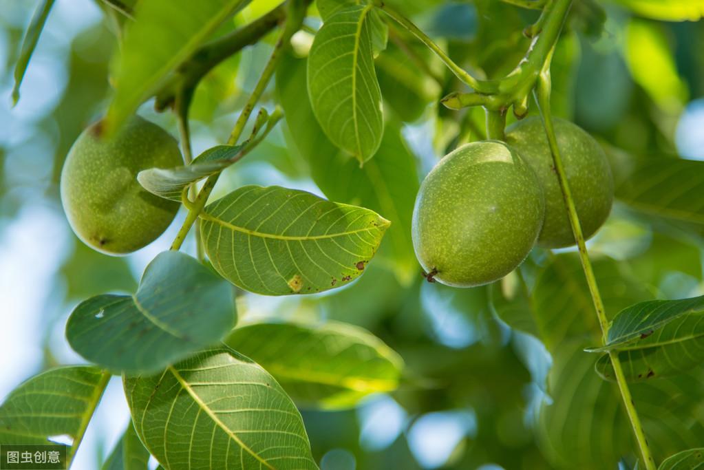 核桃种植收益怎么样_致富经种植核桃_核桃种植效益