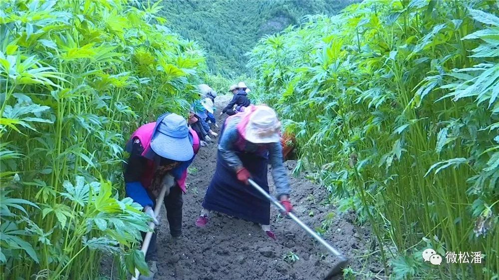 贝母的种植成本与利润_致富种植山东贝母怎么样_山东贝母种植致富