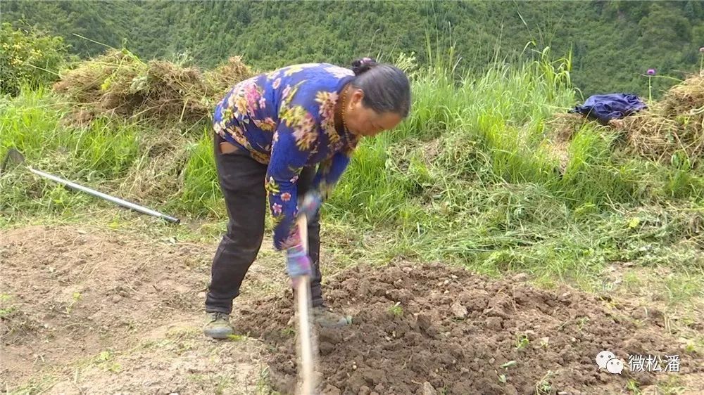 贝母的种植成本与利润_山东贝母种植致富_致富种植山东贝母怎么样