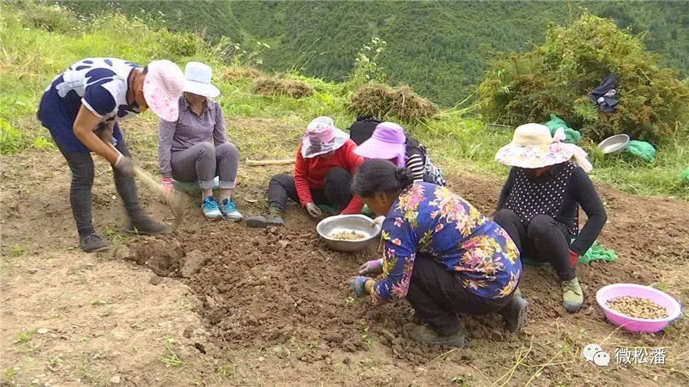 山东贝母种植致富_致富种植山东贝母怎么样_贝母的种植成本与利润