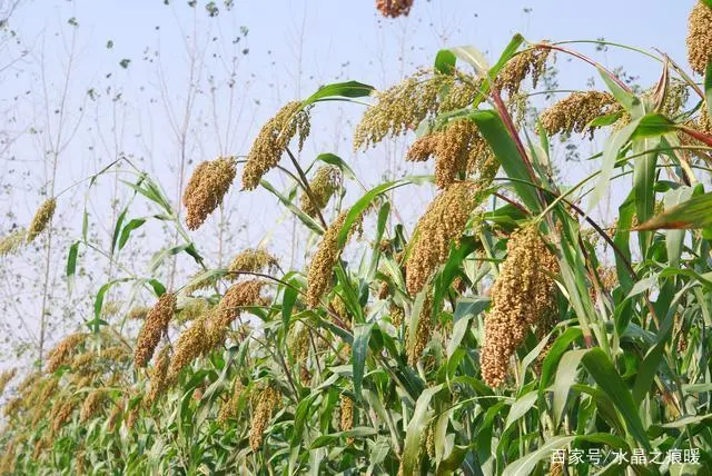 高粱种植致富_致富高粱种植技术视频_高粱种植效益