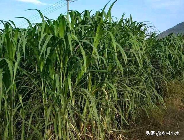 挣钱致富能种植草莓吗_种植什么草能致富最快挣钱_赚钱的种植