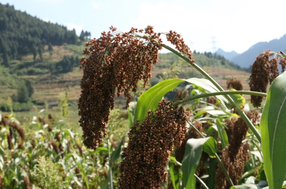 高粱种植前景怎么样_高粱种植致富_高粱种植效益