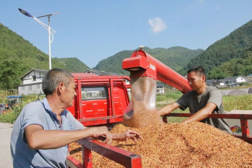 高粱种植前景怎么样_高粱种植效益_高粱种植致富