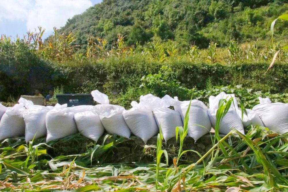 高粱种植前景怎么样_高粱种植致富_高粱种植效益