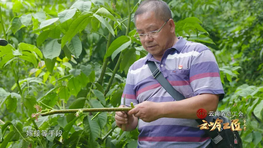 致富经种植核桃_核桃种植收益怎么样_致富核桃种植方法