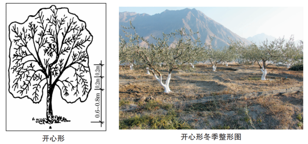 致富种植创业项目_致富种植视频全集_种植致富信息