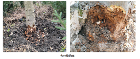 致富种植创业项目_种植致富信息_致富种植视频全集