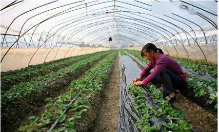 露天豇豆栽培技术_露地豇豆种植技术视频_豇豆露天种植时间