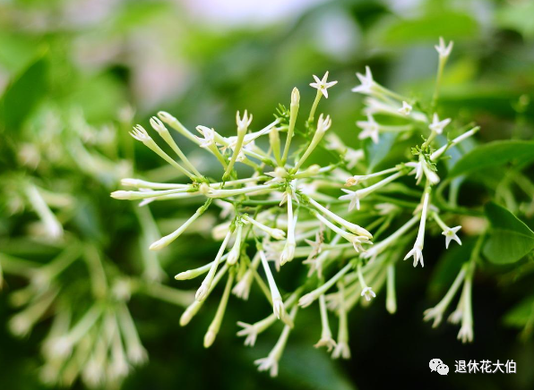 水仙种植_水仙种植技术_种植水仙致富