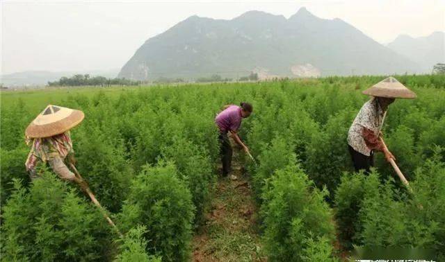 挣钱致富能种植草莓吗_种植什么草能致富最快挣钱_赚钱的种植