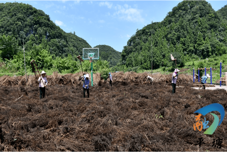 挣钱致富能种植草莓吗_种植什么草能致富最快挣钱_赚钱的种植