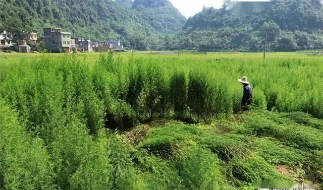 挣钱致富能种植草莓吗_赚钱的种植_种植什么草能致富最快挣钱