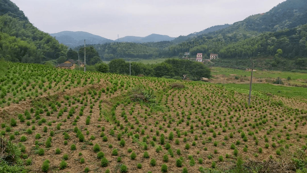 赚钱的种植_挣钱致富能种植草莓吗_种植什么草能致富最快挣钱