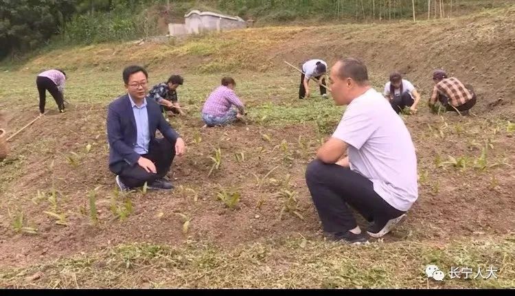 致富种植信息怎么写_种植致富新项目_种植致富信息