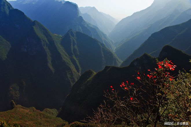 山东贝母种植致富_贝母种植效益及前景_山东哪里有种贝母