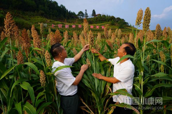 靠山种植致富项目_靠山养殖什么比较好_农村靠山怎么致富