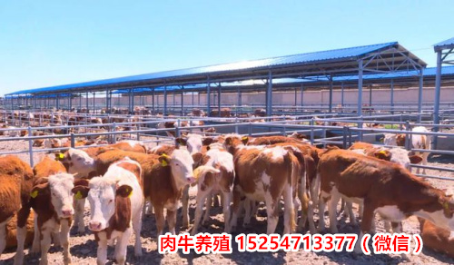 新乡市延津县西门塔尔牛小公牛价格/肉牛基地