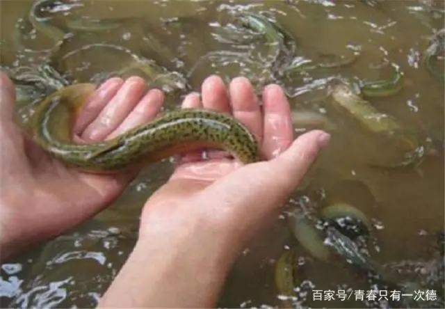 致富经泥鳅繁殖_致富繁殖泥鳅图片_泥鳅养殖户抱团致富