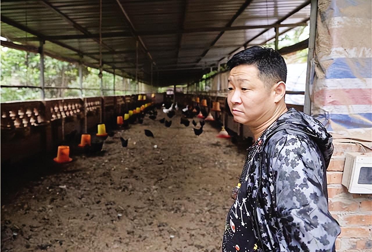 中央致富养鸡台直播_中央7台致富经养鸡_中央七台致富经栏目养鸡