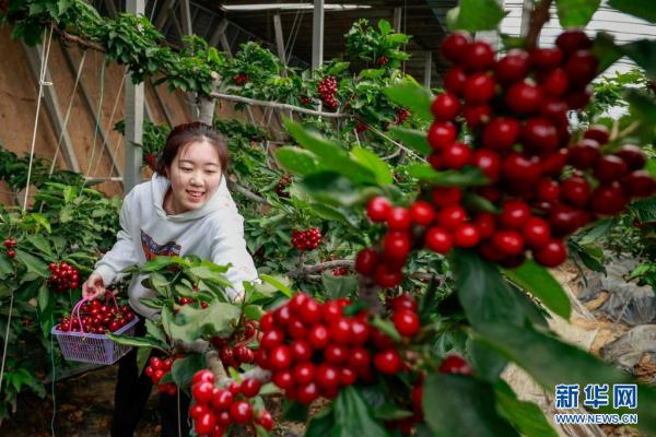 河北丰南：错季水果助农增收