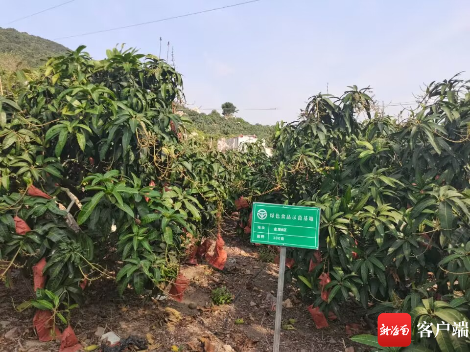 三亚市海棠区游龙芒果种植基地种植的贵妃芒果。记者 利声富 摄