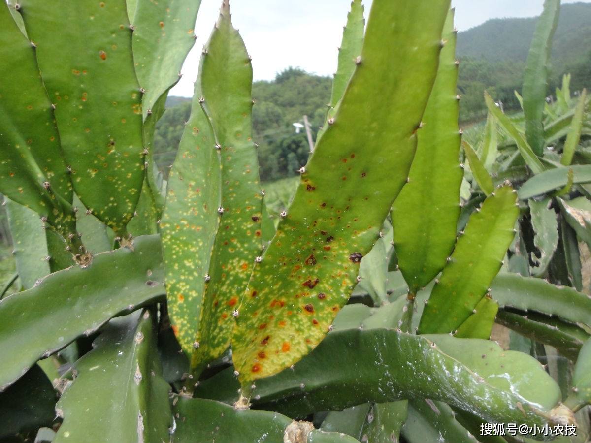 火龙果种植技术