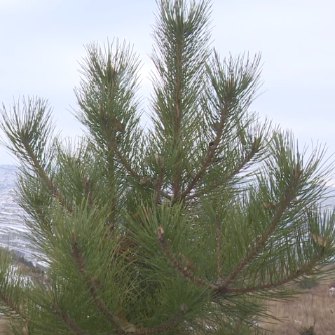 致富经果树种植视频_致富养殖好项目大全_致富果养殖视频