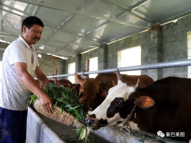 汉滨农民何茂平靠“念牛经发洋财”脱贫致富