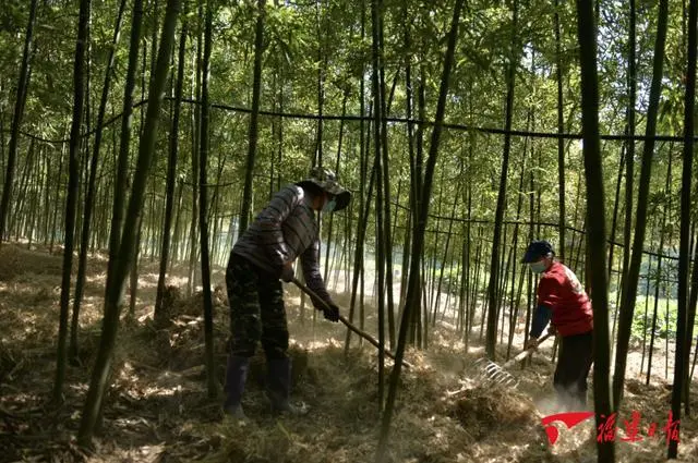 种植雷竹笋_雷竹笋种植技术视频_种植雷笋致富