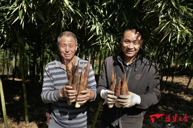 种植雷竹笋_雷竹笋种植技术视频_种植雷笋致富