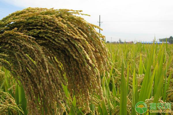 大米怎么种植？大米的高产种植管理技术-图片版权归惠农网所有