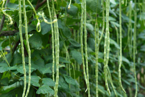 豇豆怎样育苗？高产豇豆种植技术