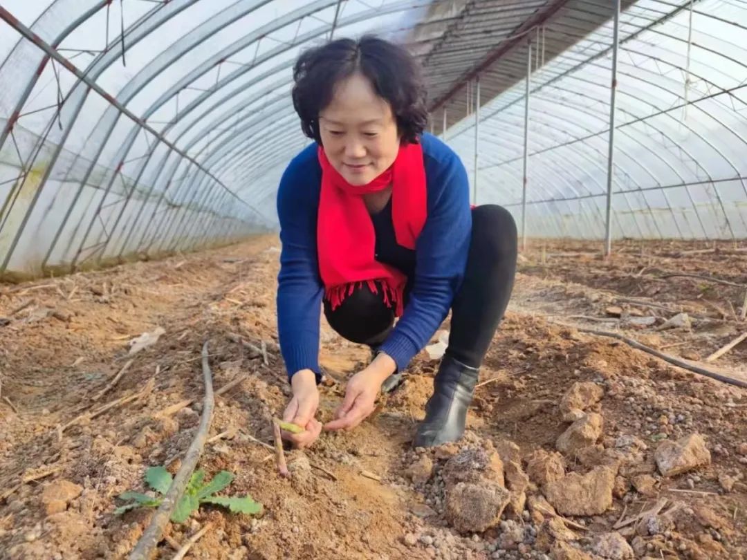 科学种植致富_致富种植视频全集_种植致富好项目