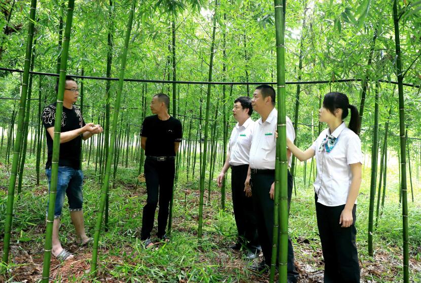 【乡村振兴进行时】“小竹”成“大业” 深耕“绿”经济