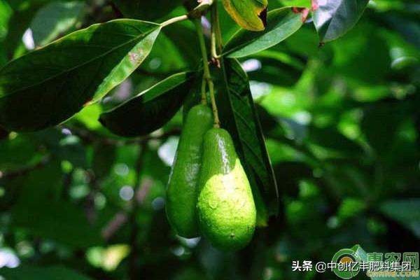 菲油果种植技术_菲油果苗哪个品种好_菲油果种植