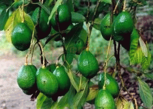 菲油果种植技术_菲油果种植的经济效益_菲油果苗哪个品种好