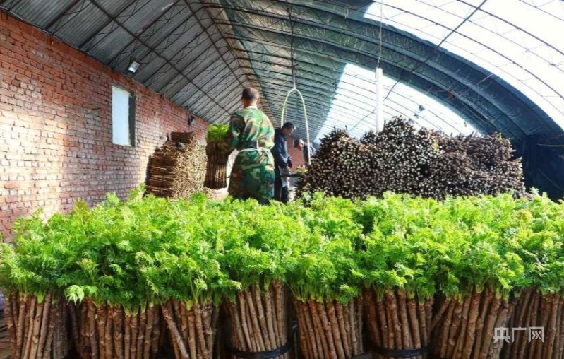 种植野菜挣钱吗_致富野菜种植方法_野菜种植致富