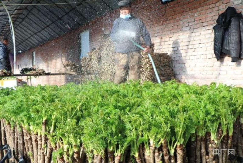 野菜种植致富_致富野菜种植方法_种植野菜挣钱吗