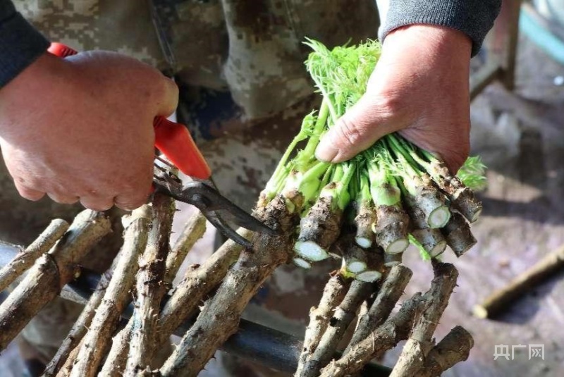 致富野菜种植方法_野菜种植致富_种植野菜挣钱吗