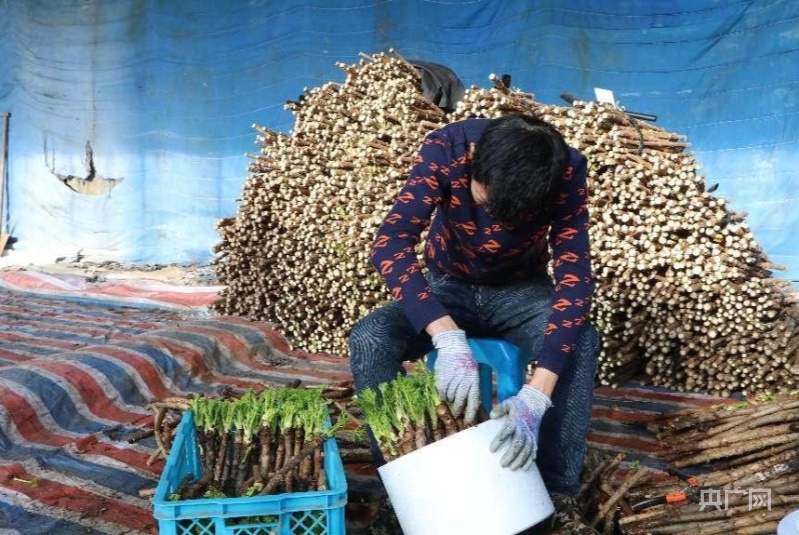 野菜种植致富_致富野菜种植方法_种植野菜挣钱吗