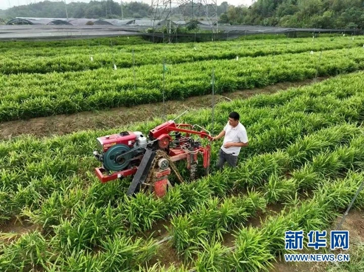 大棚生姜种植视频_最新生姜大棚种植技术_致富经大棚生姜种植